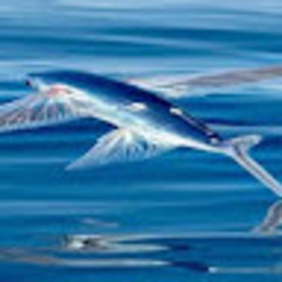 lucabarto